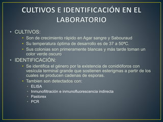 • CULTIVOS: 
• Son de crecimiento rápido en Agar sangre y Sabouraud 
• Su temperatura óptima de desarrollo es de 37 a 50ªC. 
• Sus colonias son primeramente blancas y más tarde toman un 
color verde oscuro 
• IDENTIFICACIÓN: 
• Se identifica el género por la existencia de conidióforos con 
vesícula terminal grande que sostienen esterigmas a partir de los 
cuales se producen cadenas de esporas. 
• Tambien son detectados con: 
• ELISA 
• Inmunofiltración e inmunofluorescencia indirecta 
• Pastorex 
• PCR 
 