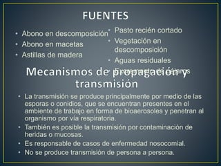 • Pasto recién cortado 
• Vegetación en 
descomposición 
• Aguas residuales 
• Excremento de pájaros 
• Abono en descomposición 
• Abono en macetas 
• Astillas de madera 
• La transmisión se produce principalmente por medio de las 
esporas o conidios, que se encuentran presentes en el 
ambiente de trabajo en forma de bioaerosoles y penetran al 
organismo por vía respiratoria. 
• También es posible la transmisión por contaminación de 
heridas o mucosas. 
• Es responsable de casos de enfermedad nosocomial. 
• No se produce transmisión de persona a persona. 
 