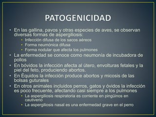 • En las gallina, pavos y otras especies de aves, se observan 
diversas formas de aspergiliosis: 
• Infección difusa de los sacos aéreos 
• Forma neumónica difusa 
• Forma nodular que afecta los pulmones 
• La enfermedad se conoce como neumonía de incubadora de 
pollos 
• En bóvidos la infección afecta al útero, envolturas fetales y la 
piel del feto, produciendo abortos. 
• En Équidos la infección produce abortos y micosis de las 
bolsas guturales 
• En otros animales incluidos perros, gatos y óvidos la infección 
es poco frecuente, afectando casi siempre a los pulmones 
• La aspergiliosis respiratoria es corriente en pingüinos en 
cautiverio 
• La aspergiliosis nasal es una enfermedad grave en el perro 
 
