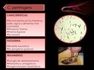 CARACTERISITCAS: Se encuentra en los intestinos, suelo, agua y alimentos mal cocinados Produce Toxinas Forma Esporas Es inmóvil PATOGENIA: Enteritis necrótica la gangrena gaseosa TRATAMIENTO: cirugía de  desbridamiento Penicilina y analgesicos oxigenoterapia hiperbárica 