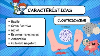 Bacilo
Gram Positivo
Móvil
Esporas terminales
Anaerobio
Catalasa negativo
CARACTERÍSTICAS
CLOSTRIDIACEAE
 