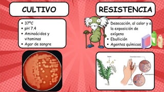 CULTIVO RESISTENCIA
37ºC
pH 7.4
Aminoácidos y
vitaminas
Agar de sangre
Desecación, al calor y a
la exposición de
oxígeno
Ebullición
Agentes químicos
 