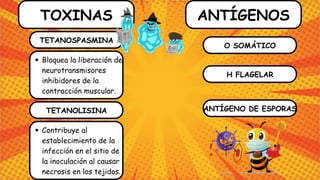 TOXINAS
TETANOSPASMINA
Bloquea la liberación de
neurotransmisores
inhibidores de la
contracción muscular.
TETANOLISINA
Contribuye al
establecimiento de la
infección en el sitio de
la inoculación al causar
necrosis en los tejidos.
ANTÍGENOS
O SOMÁTICO
H FLAGELAR
ANTÍGENO DE ESPORAS
 