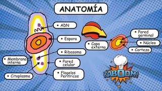 ANATOMÍA
ADN
Espora
Ribosoma
Pared
celular
Flagelos
Peritricos
Citoplasma
Membrana
interna
Pared
germinal
Núcleo
Corteza
Capa
externa
 
