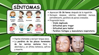 SÍNTOMAS
Aparecen 18-36 horas después de la ingestión.
Incluyen náuseas, vómitos, debilidad, mareos,
estreñimiento, parálisis de pares craneales.
Progresión hacia:
Visión duplicada
Dificultad para tragar
Dificultad para hablar
Parálisis faríngea y musculatura respiratoria.
Pupilas dilatadas y sed por lengua seca.
La parálisis de las placas terminales
de los nervios motores lleva a
debilidad y, en última instancia, asfixia
y muerte.
 