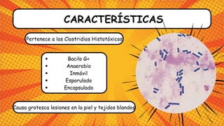 CARACTERÍSTICAS
Bacilo G+
Anaerobio
Inmóvil
Esporulado
Encapsulado
Pertenece a los Clostridios Histotóxicos
Causa grotesca lesiones en la piel y tejidos blandos
 