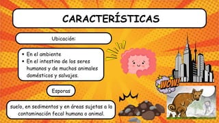CARACTERÍSTICAS
En el ambiente
En el intestino de los seres
humanos y de muchos animales
domésticos y salvajes.
Ubicación:
Esporas
suelo, en sedimentos y en áreas sujetas a la
contaminación fecal humana o animal.
 
