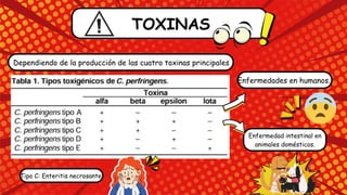 TOXINAS
Dependiendo de la producción de las cuatro toxinas principales
Enfermedades en humanos.
Enfermedad intestinal en
animales domésticos.
Tipo C: Enteritis necrosante
 
