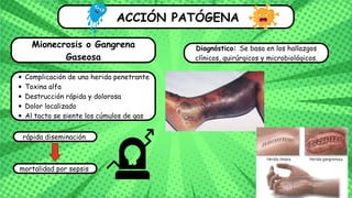 ACCIÓN PATÓGENA
Mionecrosis o Gangrena
Gaseosa
Complicación de una herida penetrante
Toxina alfa
Destrucción rápida y dolorosa
Dolor localizado
Al tacto se siente los cúmulos de gas
rápida diseminación
mortalidad por sepsis
Diagnóstico: Se basa en los hallazgos
clínicos, quirúrgicos y microbiológicos.
 