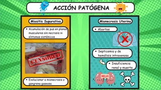 ACCIÓN PATÓGENA
Miositis Supurativa Mionecrosis Uterina
Abortos
Insuficiencia
renal y muerte.
Septicemia y de
hemólisis intravenosa
Acumulación de pus en planos
musculares sin necrosis ni
síntomas sistémicos. .
Evolucionar a mionecrosis o
gangrena gaseosa
 