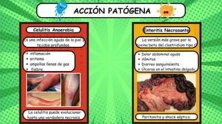 ACCIÓN PATÓGENA
Celulitis Anaerobia Enteritis Necrosante
Es una infección aguda de la piel y
tejidos profundos.
La versión más grave por la
toxina beta del clostridium tipo C
inflamación
eritema
ampollas llenas de gas
fiebre.
La celulitis puede evolucionar
hasta una verdadera necrosis.
Dolor abdominal agudo
Vómitos
Diarrea sanguinolenta
Úlceras en el intestino delgado.
Peritonitis y shock séptico.
 