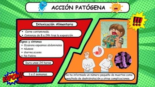 ACCIÓN PATÓGENA
Intoxicación Alimentaria
Carne contaminada.
Comienza de 8 a 24h tras la exposición
Signos y síntomas
Ocasiona espasmos abdominales
náuseas
diarrea acuosa
No fiebre.
Dura unas 24 horas
Se ha informado un número pequeño de muertes como
resultado de deshidratación y otras complicaciones.
1 a 2 semanas.
 