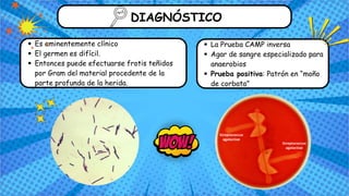 DIAGNÓSTICO
Es eminentemente clínico
El germen es difícil.
Entonces puede efectuarse frotis teñidos
por Gram del material procedente de la
parte profunda de la herida.
La Prueba CAMP inversa
Agar de sangre especializado para
anaerobios
Prueba positiva: Patrón en “moño
de corbata”
Streptococcus
agalactiae
Streptococcus
agalactiae
 