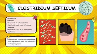 CLOSTRIDIUM SEPTICUM
Grampositivo
Anaerobio
Componente de la flora intestinal
Su infección puede causar infecciones
agresivas.
Produce del 5-20% de las mionecrosis y
septicemia.
Causa abscesos, celulitis, gangrena gaseosa y
otras enfermedades, entre ellas enterocolitis
neutropénica y sepsis.
 