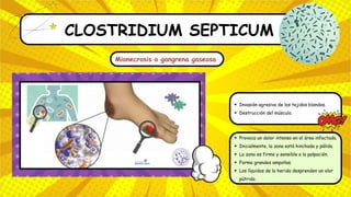 CLOSTRIDIUM SEPTICUM
Mionecrosis o gangrena gaseosa
Invasión agresiva de los tejidos blandos.
Destrucción del músculo.
Provoca un dolor intenso en el área infectada.
Inicialmente, la zona está hinchada y pálida.
La zona es firme y sensible a la palpación.
Forma grandes ampollas.
Los líquidos de la herida desprenden un olor
pútrido.
 