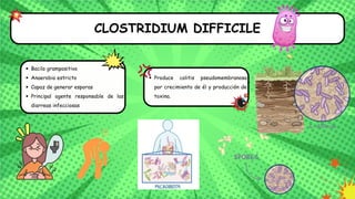 CLOSTRIDIUM DIFFICILE
Produce colitis pseudomembranosa
por crecimiento de él y producción de
toxina.
Bacilo grampositivo
Anaerobio estricto
Capaz de generar esporas
Principal agente responsable de las
diarreas infecciosas
 
