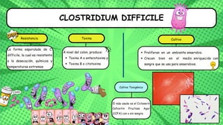 CLOSTRIDIUM DIFFICILE
Toxina
Toxina A o enterotoxina y
Toxina B o citotoxina
A nivel del colon, produce:
Cultivo
Proliferan en un ambiente anaerobio.
Crecen bien en el medio enriquecido con
sangre que se usa para anaerobios.
La forma esporulada de C.
difficile, la cual es resistente
a la desecación, químicos y
temperaturas extremas
Resistencia
El más usado es el Cicloserin
Cefoxitin Fructosa Agar
(CCFA) con o sin sangre.
Cultivo Toxigénico
 