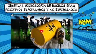 OBSERVAR MICROSCOPÍA DE BACILOS GRAM
POSITIVOS ESPORULADOS Y NO ESPORULADOS
 