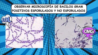 OBSERVAR MICROSCOPÍA DE BACILOS GRAM
POSITIVOS ESPORULADOS Y NO ESPORULADOS
 
