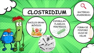 CLOSTRIDIUM
BACILOS GRAM+
MÓVILES
BACTERIAS
ANAEROBIAS
ESPORULAN
FLAGELOS
PERITRICOS FORMA DE
FÓSFORO
HUSO DE
HILAR
 