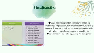 Clasificación:
●Estas bacterias pueden clasificarse según su
morfología (diplococos, bastoncillos curvos, bacilos y
cocobacilos) y su capacidad para crecer en presencia
de oxígeno (aeróbicos frente a anaeróbicos).
●Se clasifican en dos: Patogenos y No patogenos.
 