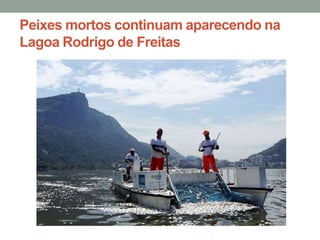 Peixes mortos continuam aparecendo na
Lagoa Rodrigo de Freitas
 