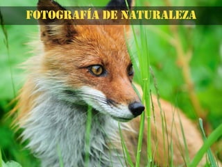 Fotografía de naturaleza
 