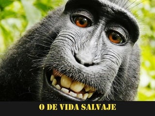 O de vida salvaje
 