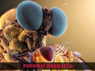 fotomacrografía
 