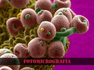 fotomicrografía
 