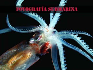Fotografía submarina
 