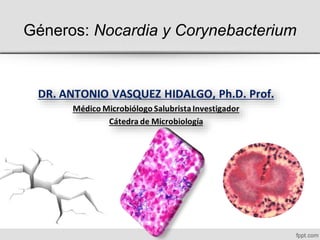 Géneros: Nocardia y Corynebacterium
http://www.investigacionvasquez.webs.com
 