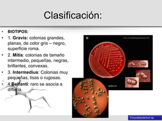 Géneros nocardia y corynebacterium