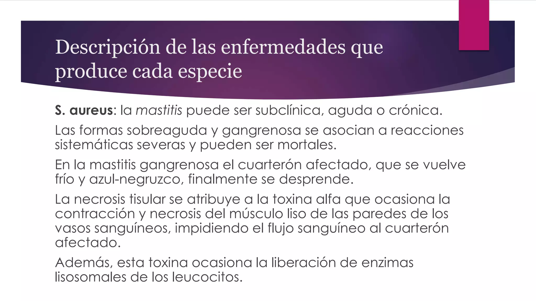 Descripción de las enfermedades que
produce cada especie
S. aureus: la mastitis puede ser subclínica, aguda o crónica.
Las formas sobreaguda y gangrenosa se asocian a reacciones
sistemáticas severas y pueden ser mortales.
En la mastitis gangrenosa el cuarterón afectado, que se vuelve
frío y azul-negruzco, finalmente se desprende.
La necrosis tisular se atribuye a la toxina alfa que ocasiona la
contracción y necrosis del músculo liso de las paredes de los
vasos sanguíneos, impidiendo el flujo sanguíneo al cuarterón
afectado.
Además, esta toxina ocasiona la liberación de enzimas
lisosomales de los leucocitos.
 