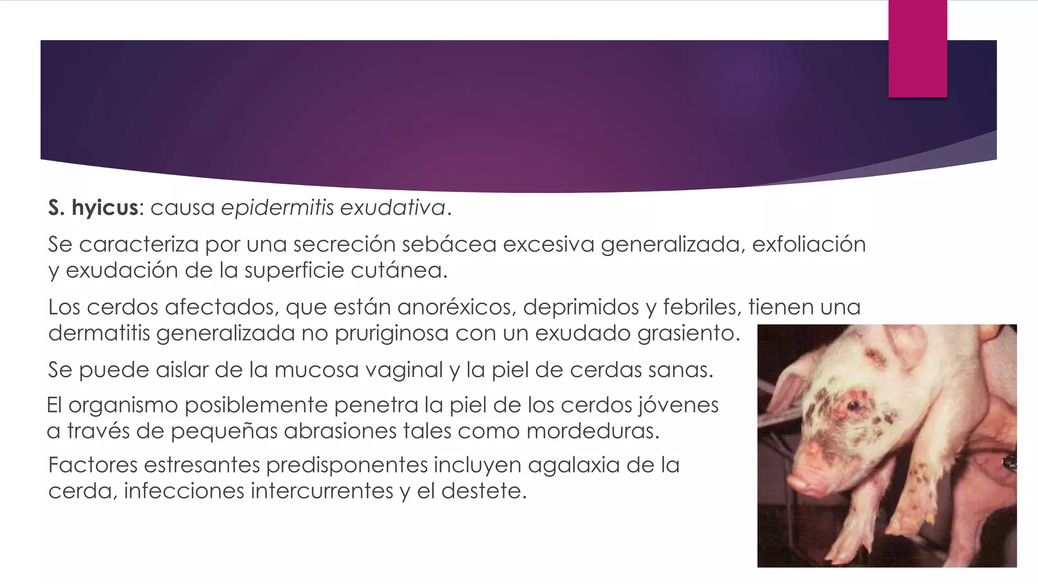 S. hyicus: causa epidermitis exudativa.
Se caracteriza por una secreción sebácea excesiva generalizada, exfoliación
y exudación de la superficie cutánea.
Los cerdos afectados, que están anoréxicos, deprimidos y febriles, tienen una
dermatitis generalizada no pruriginosa con un exudado grasiento.
Se puede aislar de la mucosa vaginal y la piel de cerdas sanas.
El organismo posiblemente penetra la piel de los cerdos jóvenes
a través de pequeñas abrasiones tales como mordeduras.
Factores estresantes predisponentes incluyen agalaxia de la
cerda, infecciones intercurrentes y el destete.
 