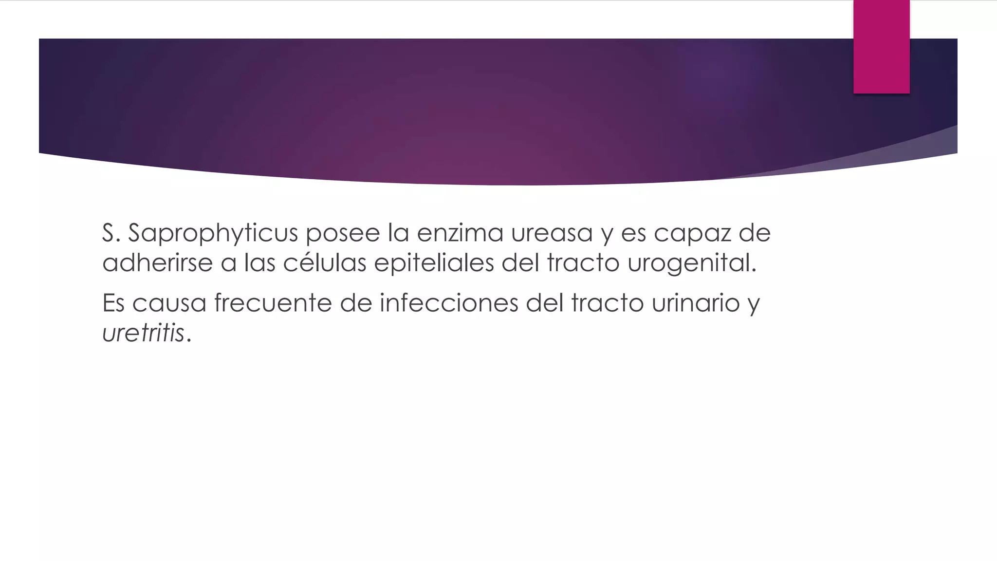 S. Saprophyticus posee la enzima ureasa y es capaz de
adherirse a las células epiteliales del tracto urogenital.
Es causa frecuente de infecciones del tracto urinario y
uretritis.
 