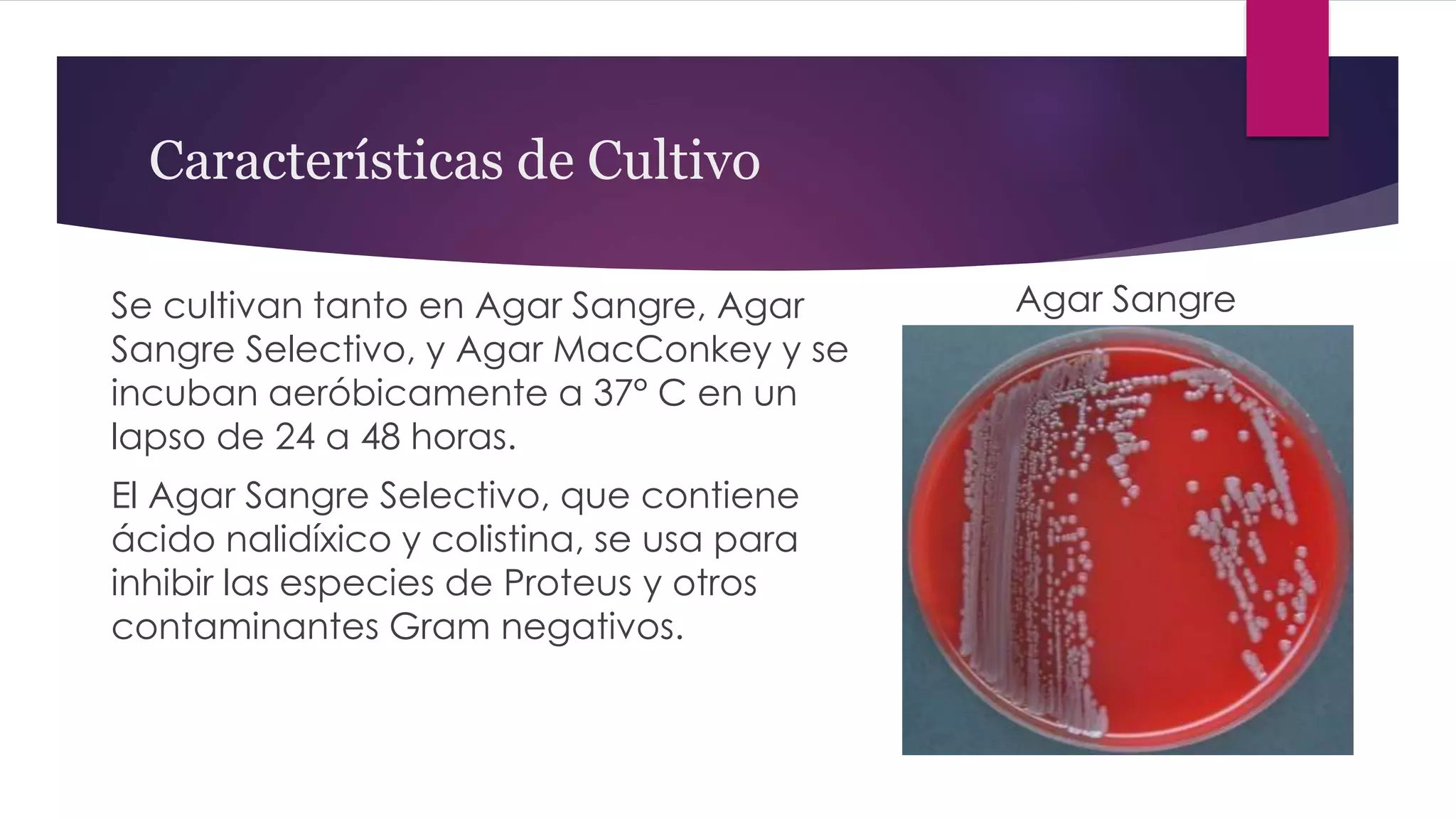 Características de Cultivo
Se cultivan tanto en Agar Sangre, Agar
Sangre Selectivo, y Agar MacConkey y se
incuban aeróbicamente a 37° C en un
lapso de 24 a 48 horas.
El Agar Sangre Selectivo, que contiene
ácido nalidíxico y colistina, se usa para
inhibir las especies de Proteus y otros
contaminantes Gram negativos.
Agar Sangre
 
