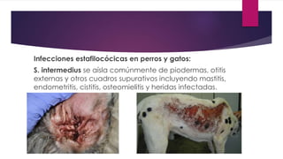 Infecciones estafilocócicas en perros y gatos:
S. intermedius se aísla comúnmente de piodermas, otitis
externas y otros cuadros supurativos incluyendo mastitis,
endometritis, cistitis, osteomielitis y heridas infectadas.
 