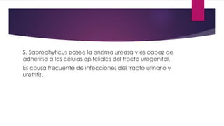 S. Saprophyticus posee la enzima ureasa y es capaz de
adherirse a las células epiteliales del tracto urogenital.
Es causa frecuente de infecciones del tracto urinario y
uretritis.
 