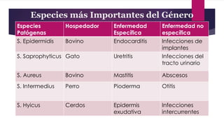 Especies más Importantes del Género
Especies
Patógenas
Hospedador Enfermedad
Específica
Enfermedad no
específica
S. Epidermidis Bovino Endocarditis Infecciones de
implantes
S. Saprophyticus Gato Uretritis Infecciones del
tracto urinario
S. Aureus Bovino Mastitis Abscesos
S. Intermedius Perro Pioderma Otitis
S. Hyicus Cerdos Epidermis
exudativa
Infecciones
intercurrentes
 