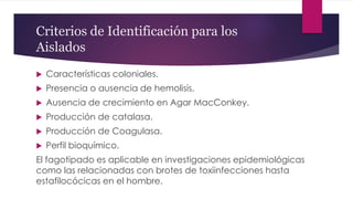 Criterios de Identificación para los
Aislados
 Características coloniales.
 Presencia o ausencia de hemolisis.
 Ausencia de crecimiento en Agar MacConkey.
 Producción de catalasa.
 Producción de Coagulasa.
 Perfil bioquímico.
El fagotipado es aplicable en investigaciones epidemiológicas
como las relacionadas con brotes de toxiinfecciones hasta
estafilocócicas en el hombre.
 