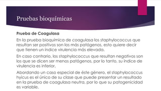 Pruebas bioquímicas
Prueba de Coagulasa
En la prueba bioquímica de coagulasa los staphylococcus que
resultan ser positivos son los más patógenos, esto quiere decir
que tienen un índice virulencia más elevada.
En caso contrario, los staphylococcus que resultan negativos son
los que se dicen ser menos patógenos, por lo tanto, su índice de
virulencia es inferior.
Abordando un caso especial de éste género, el staphylococcus
hyicus es el único de su clase que puede presentar un resultado
en la prueba de coagulasa neutra, por lo que su patogenicidad
es variable.
 