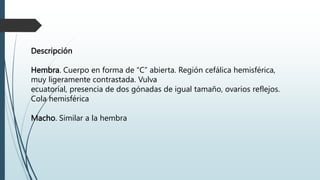Descripción
Hembra. Cuerpo en forma de “C” abierta. Región cefálica hemisférica,
muy ligeramente contrastada. Vulva
ecuatorial, presencia de dos gónadas de igual tamaño, ovarios reflejos.
Cola hemisférica
Macho. Similar a la hembra
 
