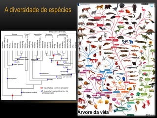 A diversidade de espécies