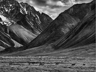 Génesis;Tribute to Earth- Master Photographer Sebastiao Salgado