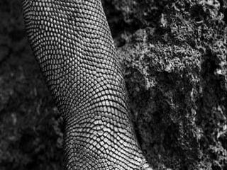 Génesis;Tribute to Earth- Master Photographer Sebastiao Salgado