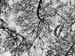 Génesis;Tribute to Earth- Master Photographer Sebastiao Salgado