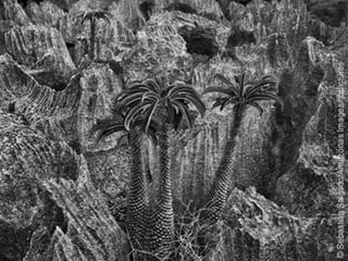 Génesis;Tribute to Earth- Master Photographer Sebastiao Salgado