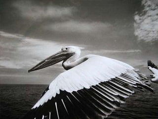 Génesis;Tribute to Earth- Master Photographer Sebastiao Salgado