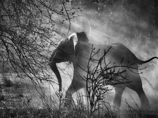 Génesis;Tribute to Earth- Master Photographer Sebastiao Salgado